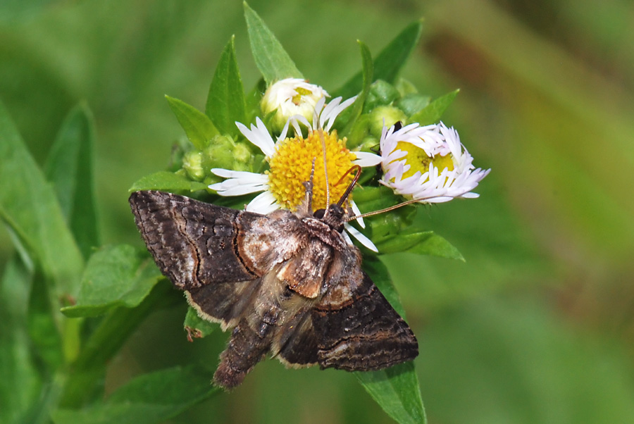 Da identificare - Abrostola sp.